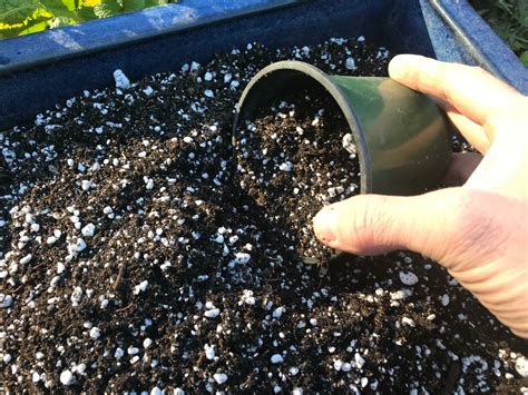 What Is the Difference Between Perlite and Vermiculite? [Explained] - Grow Your Yard