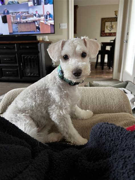 Schnauzer Poodle Mix
