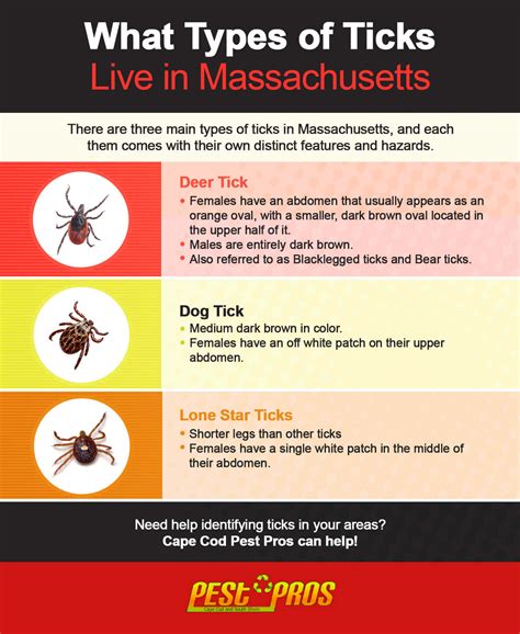 Different Types of Tick Species in Massachusetts