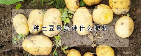 种土豆最忌讳什么肥料 —【发财农业网】