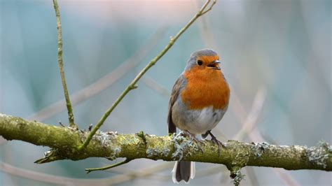 Wallpaper robin, bird, branch, wildlife hd, picture, image