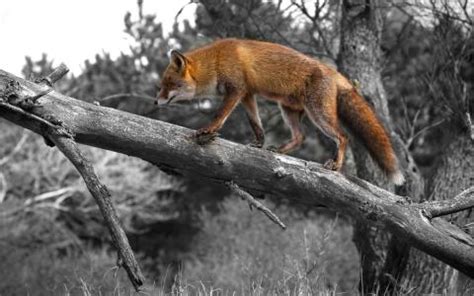 狐狸在秋天的森林里,高清图片,壁纸 - 酷酷桌面