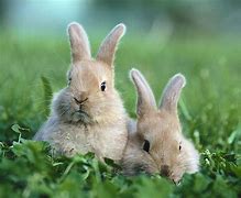 Image result for Bunnies Cute Fluffy Kittens