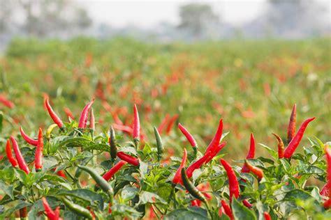 Chilli Pepper Planting Calendar at Sandra Karcher blog