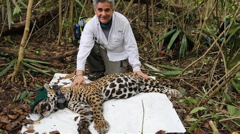 Gerardo Ceballos: “El consumo chino amenaza el jaguar”