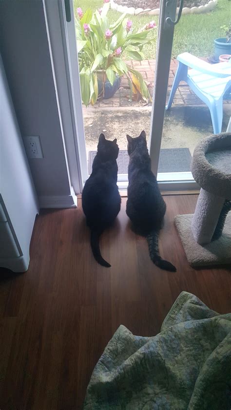 Pet of the Month – Veterinarians in Oviedo, Florida | Tuscawilla Oaks ...