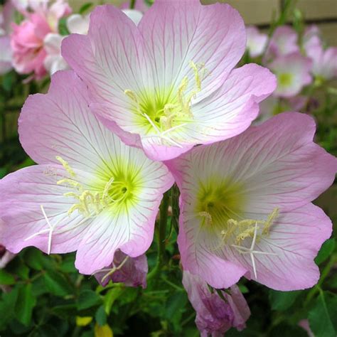 Oenothera Speciosa Pink Evening Primrose Flower Seeds – Winter Blooms ...