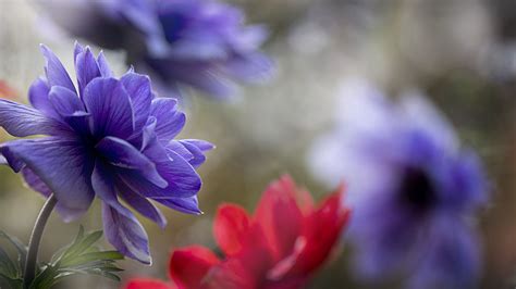 Download wallpaper 3840x2160 anemone, petals, flower, macro 4k uhd 16:9 ...