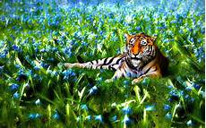 Nature Animals Wallpaper Hd by Animal Nature Wallpaper 71 Images Nature Animals Wallpaper Hd