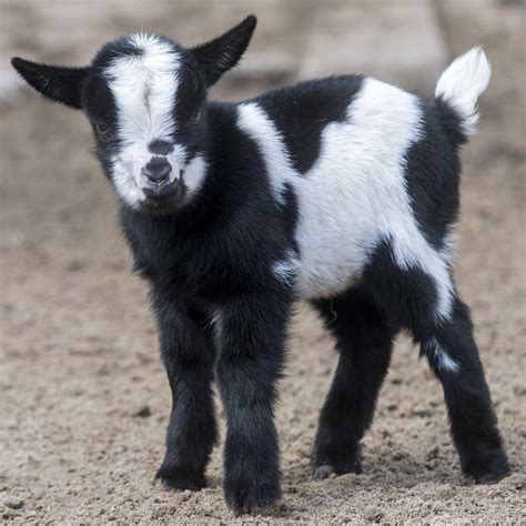 Black Dwarf Pygmy Goats