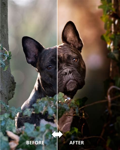 LSP Actions - Photoshop Actions, Presets & Overlays - Pets are family ...