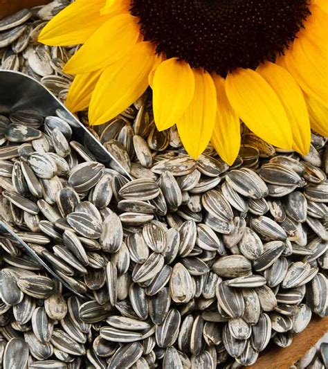 5 Magical Health Benefits of Sunflower Seeds - lifeberrys.com