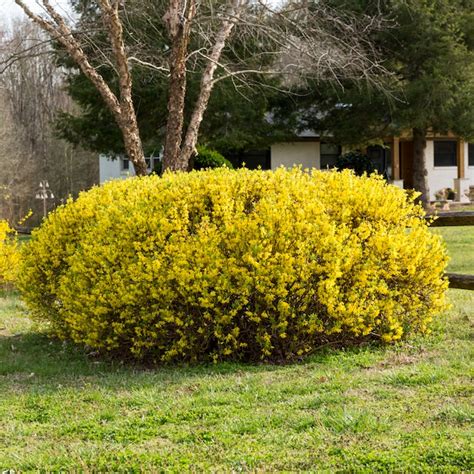Lowe's Show Off Forsythia Shrub in 1 -Gallon in the Shrubs department ...