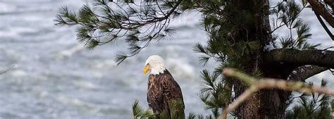 Treasurer - James Spelich