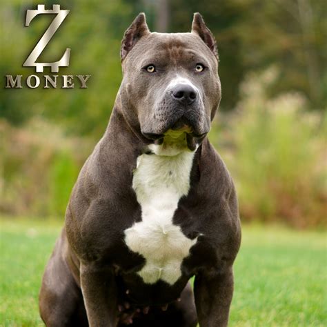 Red Nose Kennels Xl Bully