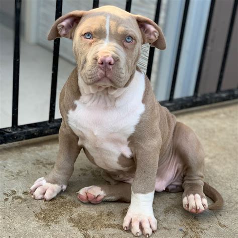 How Big Is An Xl American Bully at Della Harding blog