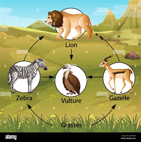 African Savanna Food Chain Diagram