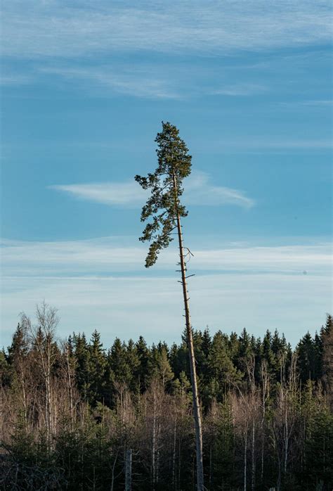 Image result for Tall Tree Tops