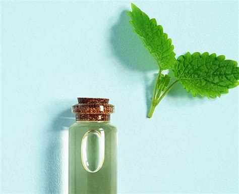 Make Your Hair Super Healthy With Mint Hair Masks | Herzindagi