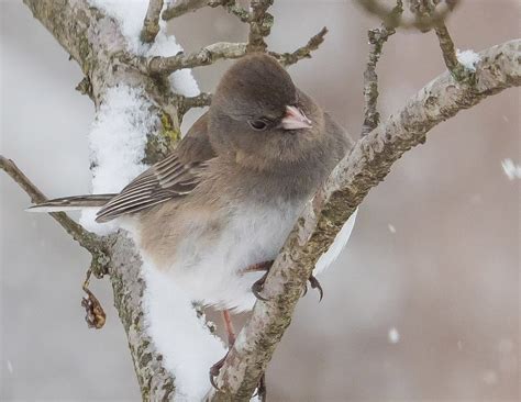 Birding Fun for Kids, presented by Monroe Lake, Wild Birds Unlimited ...