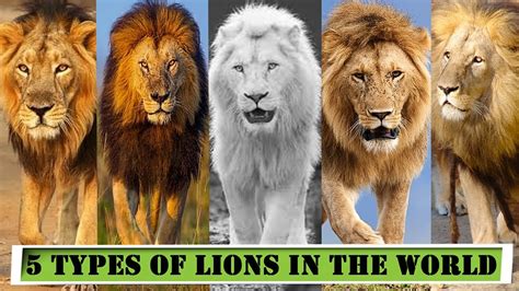 Lion Facts, Types, Diet, Reproduction, Classification,, 50% OFF