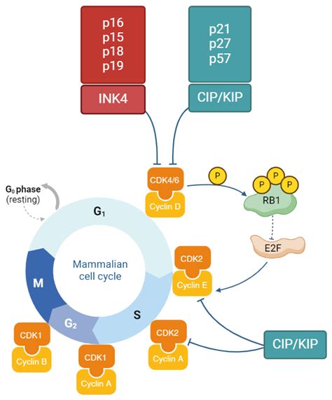 Cyclin-Dependent Kinase Inhibitors in the Rare Subtypes of Melanoma Therapy
