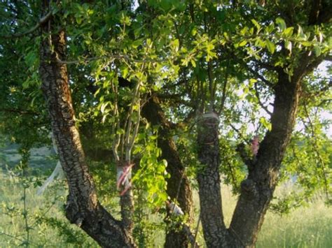 Aşılama - Page 19 - agaclar.net