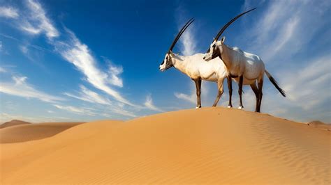 Discover The Wildlife Of Qatar: Animals You Must See Near Doha