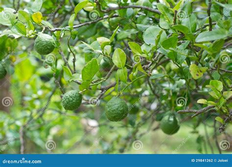 Kaffir Lime stock photo. Image of combava, exotic, asia - 29841262