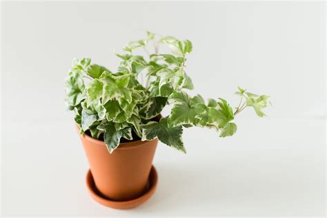 10 Types of Ivy Every Plant Lover Should Know