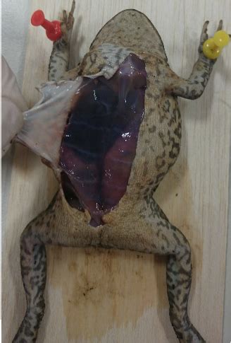 Toad Dissection Tutorial 的图像结果