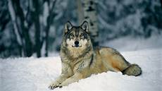 Wolf Wallpaper by Wolf Wallpapers Best Wallpapers Wolf Wallpaper
