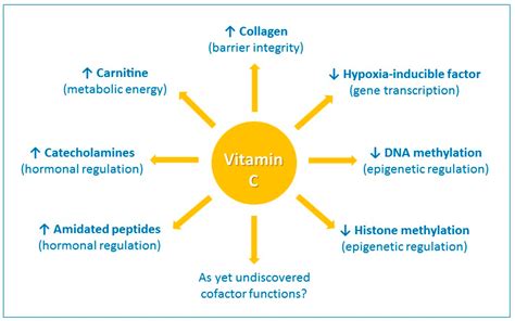 What Does Vitamin C Do