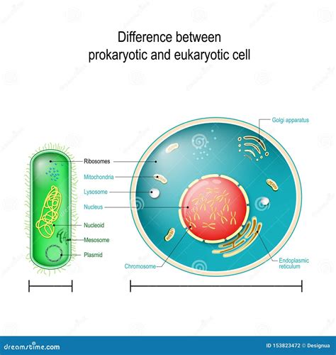 Animal And Plant Cells Are Prokaryotic Or Eukaryotic at Kevin Marsh blog