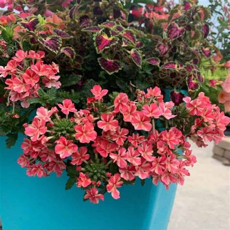 Growing Trailing Verbena: How To Care For Verbena Canadensis