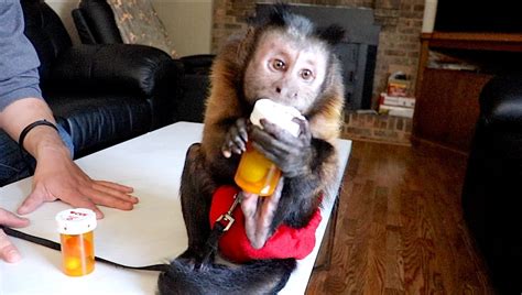 Capuchin MonkeyBoo 的图像结果