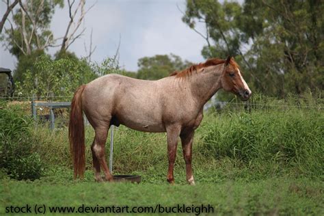 Red roan quarter horse stock standing by buckleighh on DeviantArt