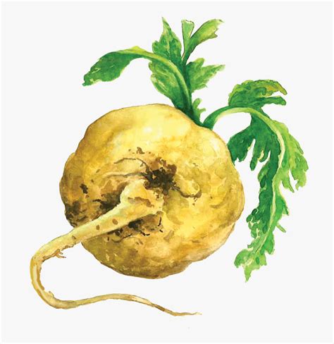Image result for Maca Root PNG