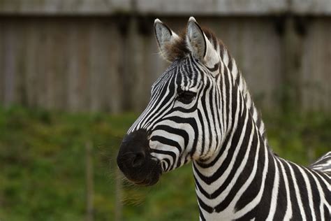 zebra 的图像结果