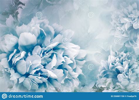 Peonies Blue Flowers. Floral Background. Flowers and Petals. Nature ...