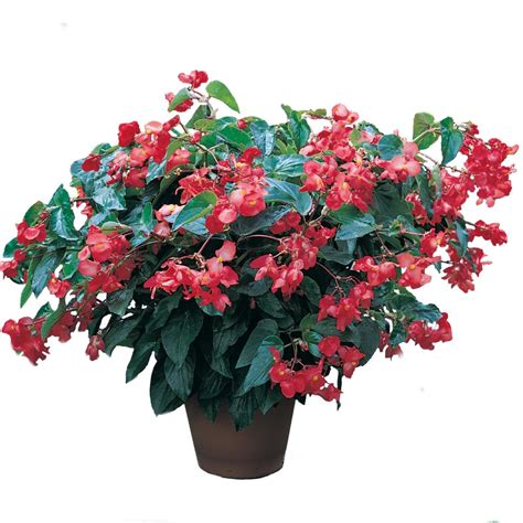 140mm Begonia 'Dragon Wings' - Begonia x hybrid - Bunnings Australia
