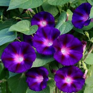 ACCELCROP Japanese Morning Glory *MIXED* Ipomoea Nil Seed Price in ...