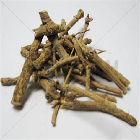 African Dream Root (Silene Capensis) - 24High