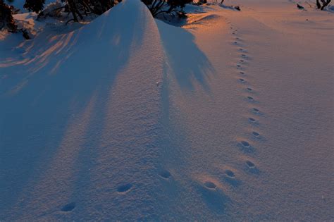 Coyote Tracks and Prints and How To Recognize Them - Floofmania