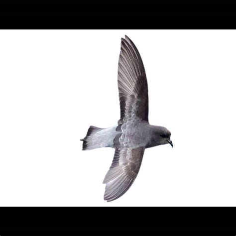 Grey-backed Storm Petrel (Garrodia nereis) identification - Birda