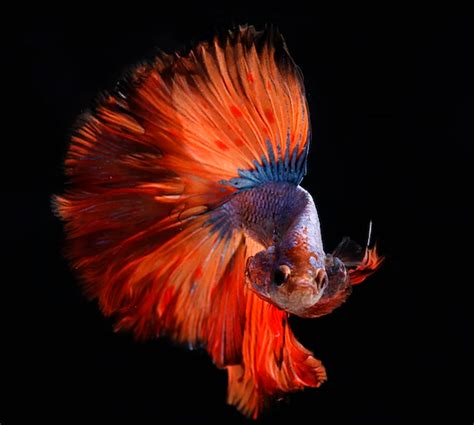 15 best Fish Species for your Indoor Aquarium| Pets Devotee