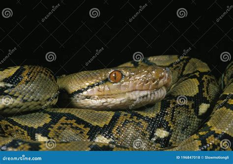 Image result for Reticulated Python Chien C. Lee