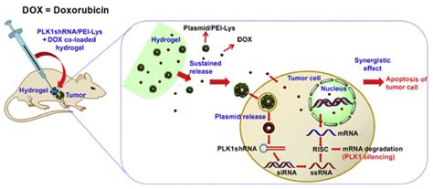 Current and Future Prospective of Injectable Hydrogels—Design ...