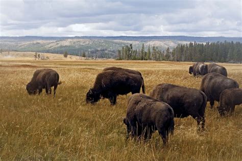 North America - Wildlife, Flora, Fauna | Britannica