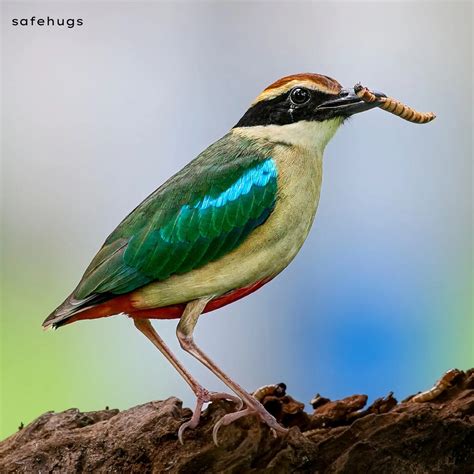100+ Birds Name List (A-Z) with Pictures